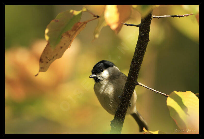 Marsh Tit