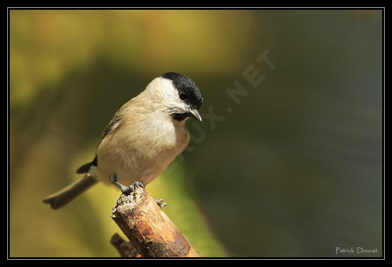 Marsh Tit