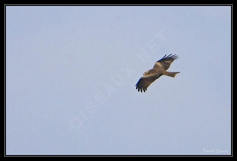 Red Kite