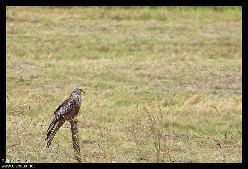 Red Kiteadult, habitat