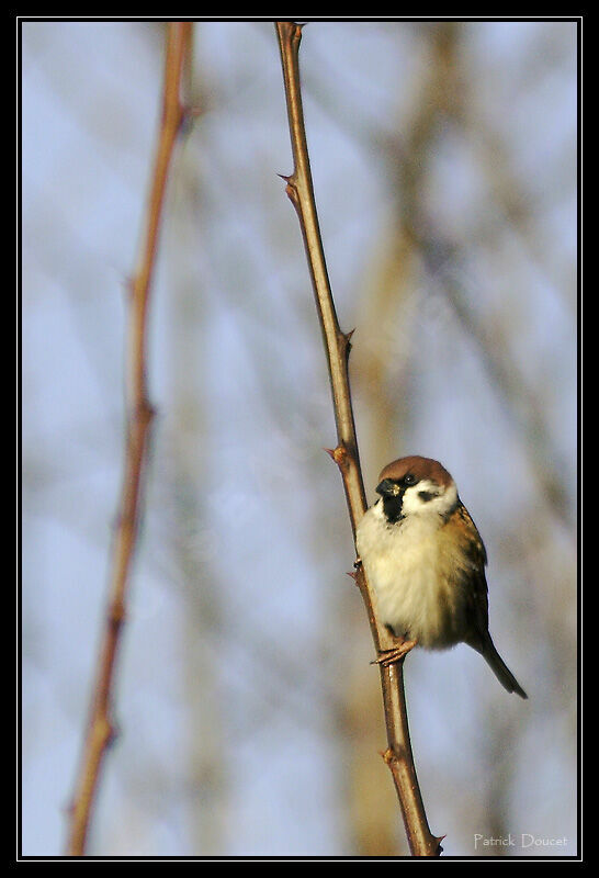 Eurasian Tree Sparrow