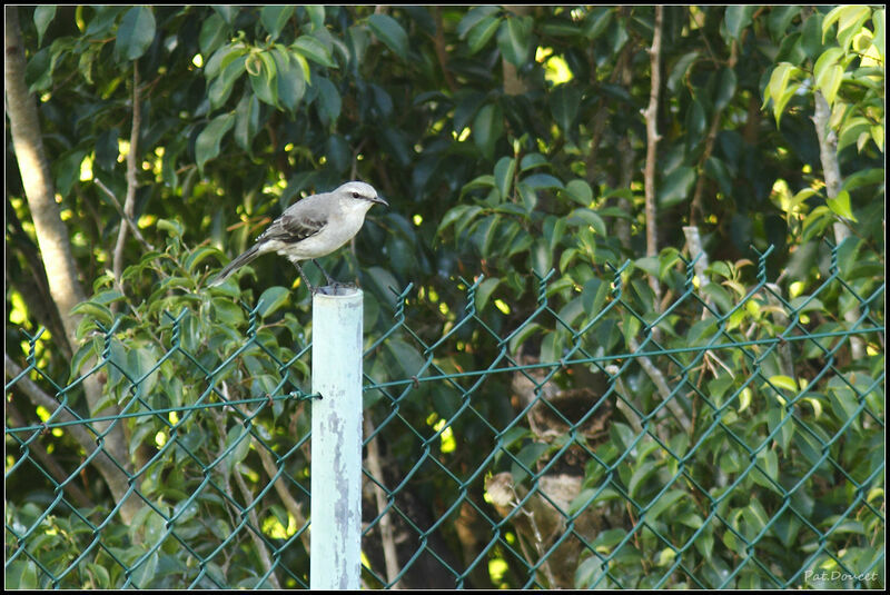 Tropical Mockingbird