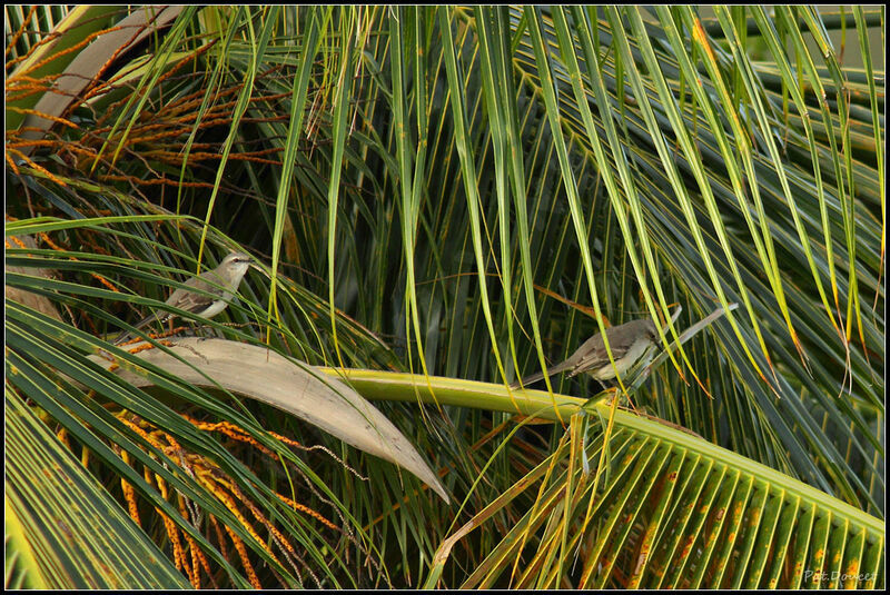 Tropical Mockingbird