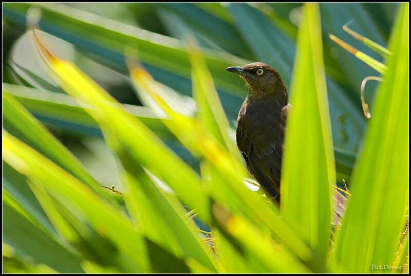 Scaly-breasted Thrasher