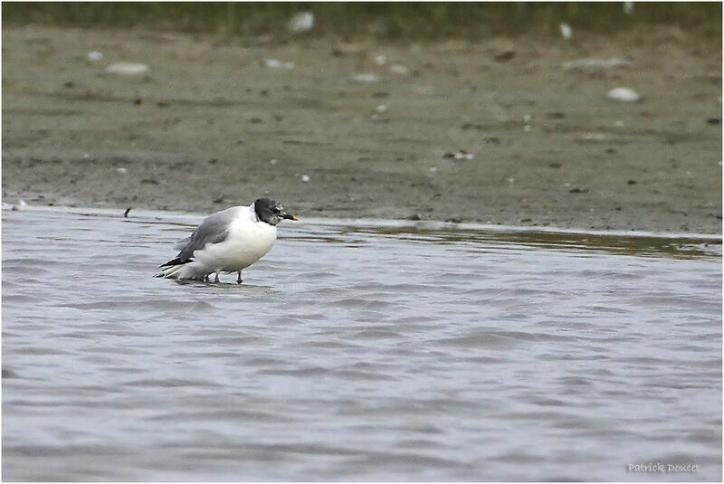 Mouette de Sabine