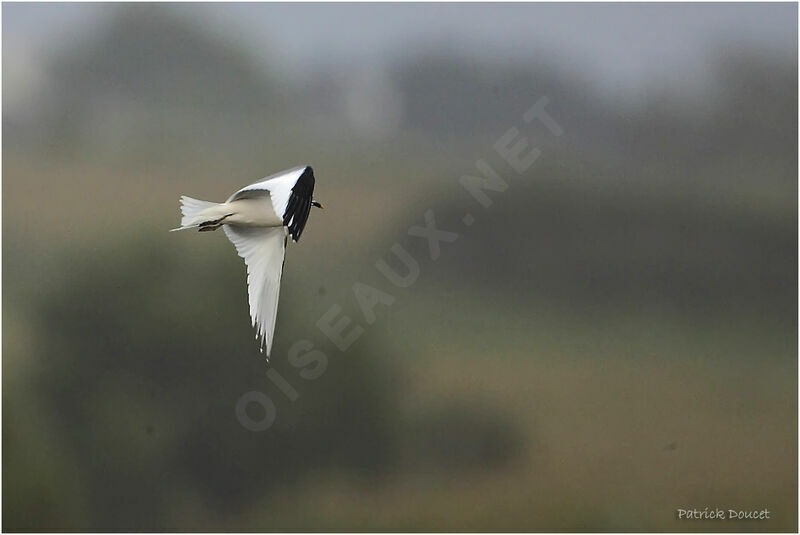 Sabine's Gull