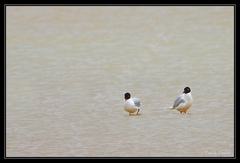 Mediterranean Gull