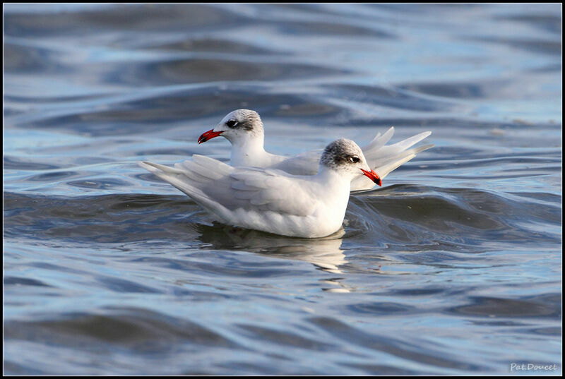 Mediterranean Gull