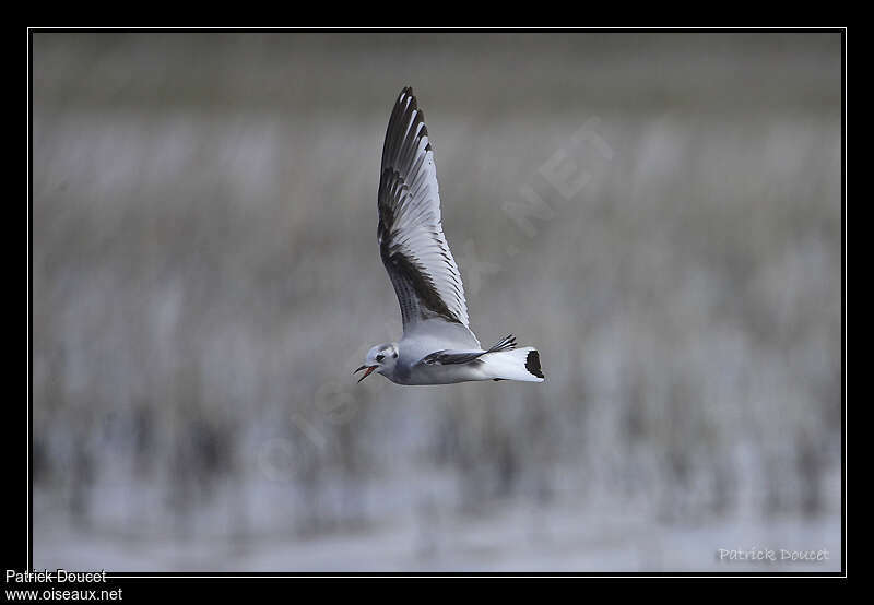 Little GullSecond year, identification