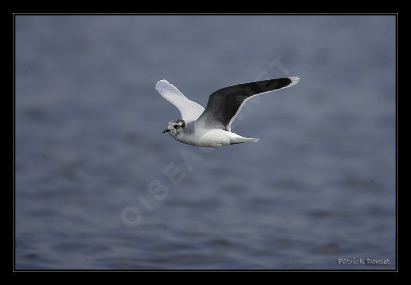 Mouette pygméeadulte