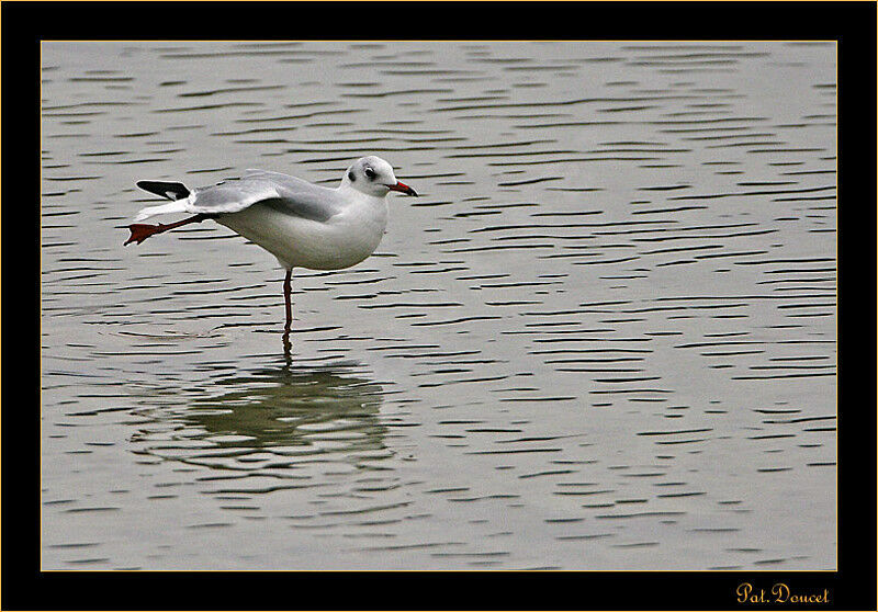 Mouette rieuse