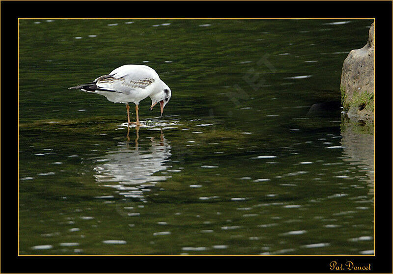 Mouette rieuse