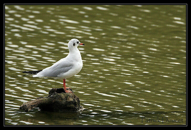 Mouette rieuse