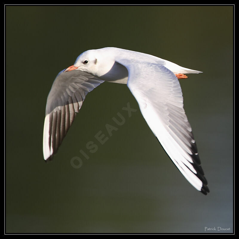 Black-headed Gull