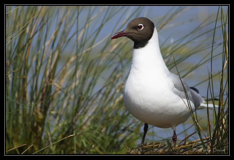 Black-headed Gull