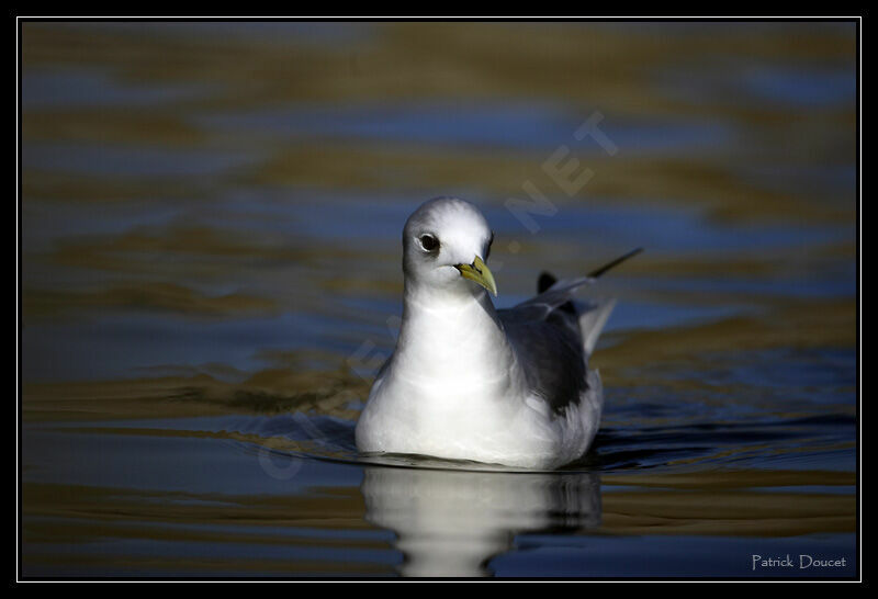 Mouette tridactyle