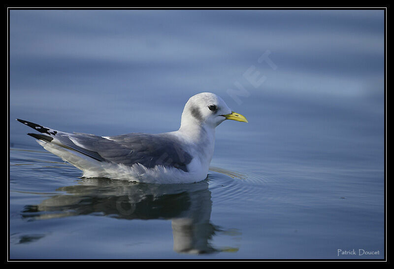 Mouette tridactyle