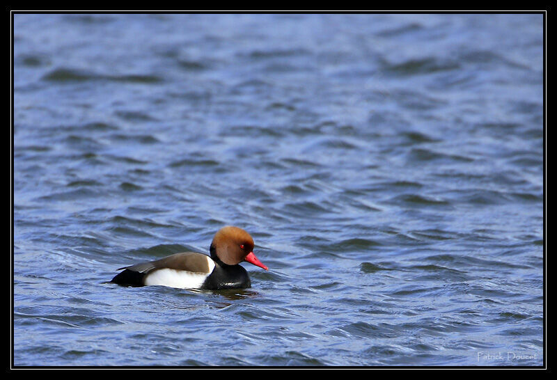 Nette rousse