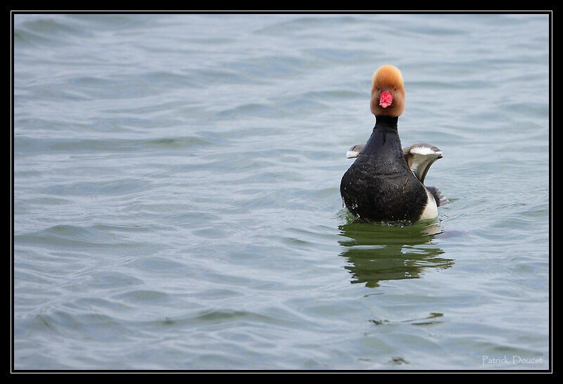 Red-crested Pochard