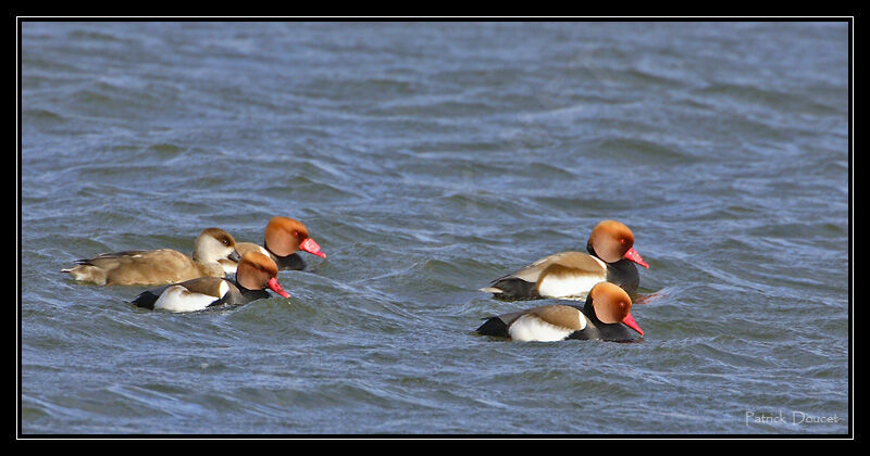 Red-crested Pochard