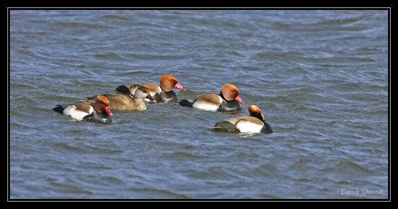 Red-crested Pochard