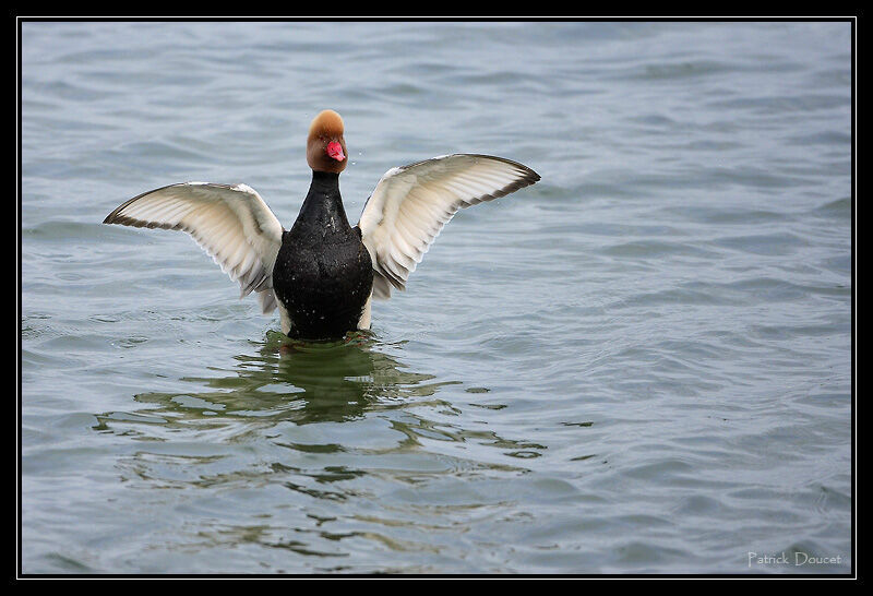 Red-crested Pochard