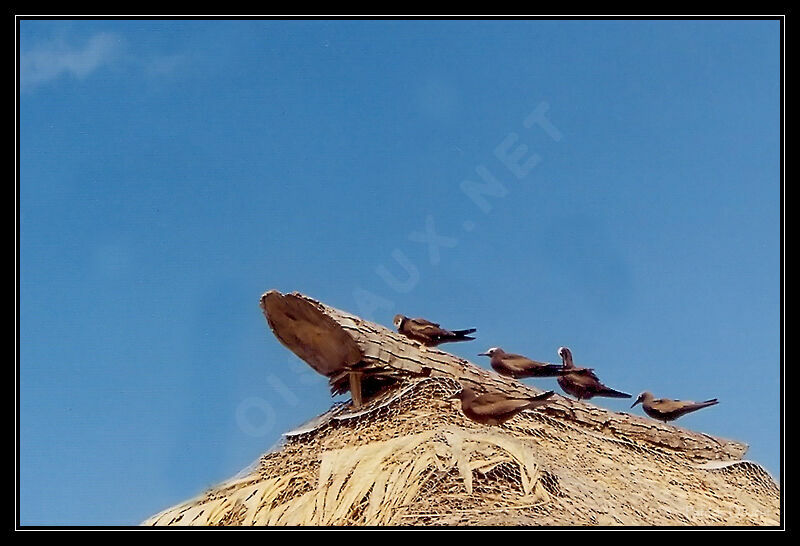 Brown Noddy