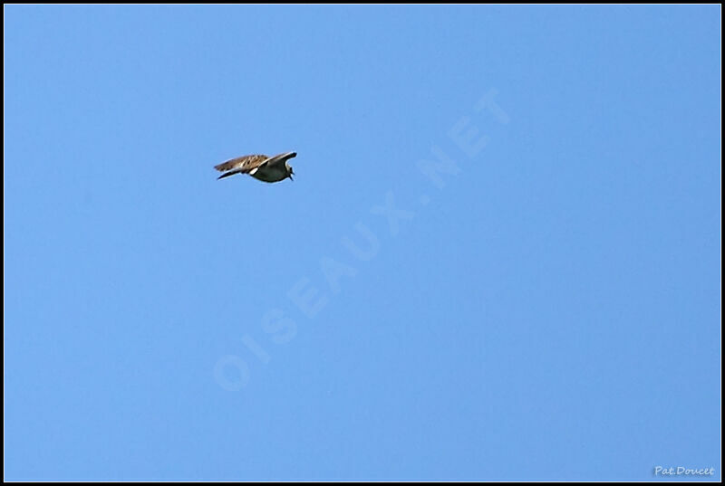 Eurasian Stone-curlew