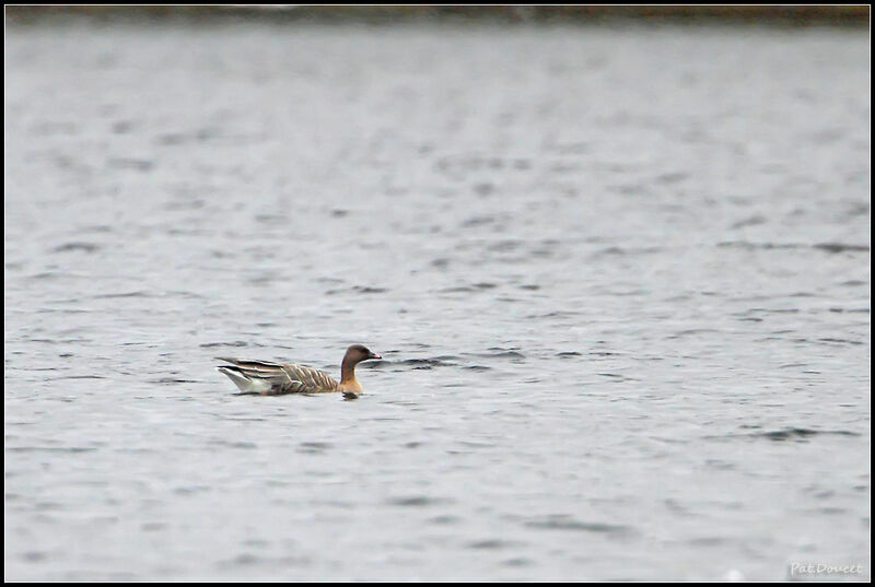 Pink-footed Goose