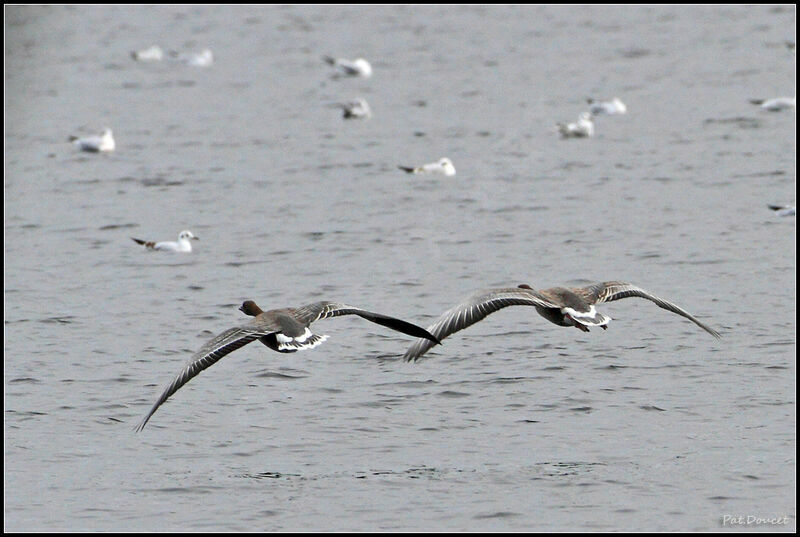 Pink-footed Goose, pigmentation, Flight