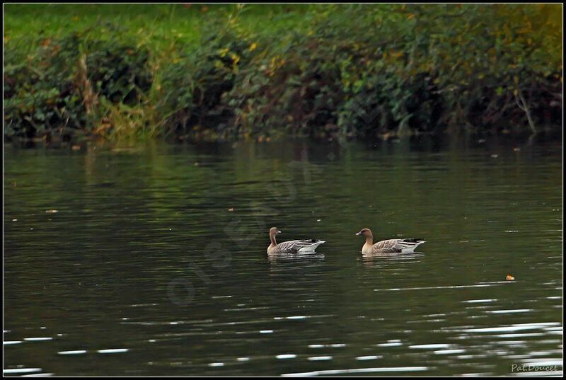 Pink-footed Goose