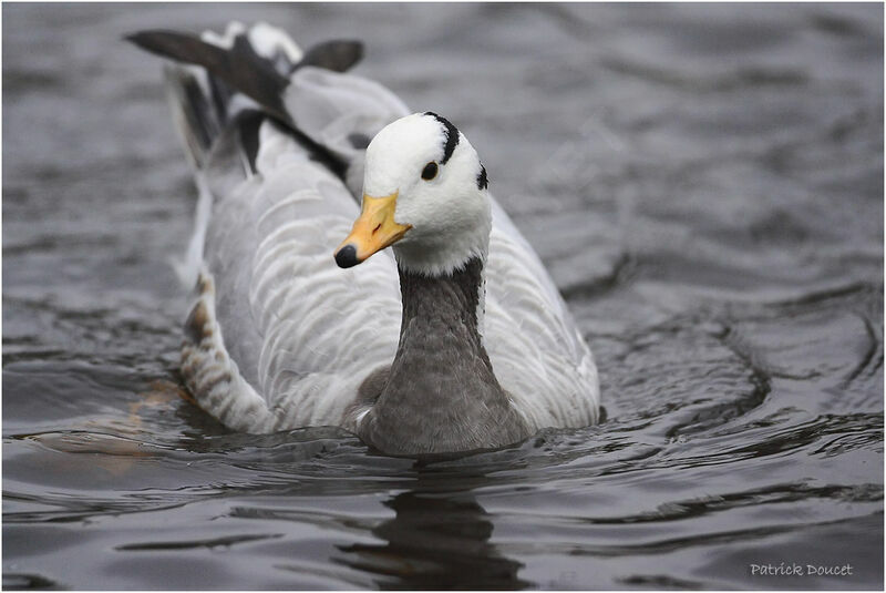 Bar-headed Goose