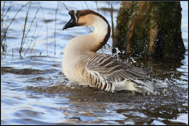 Swan Goose