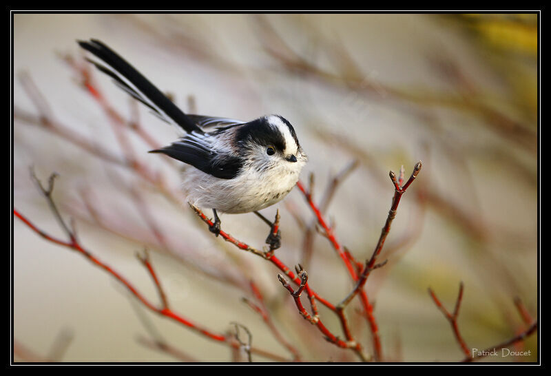 Long-tailed Tit