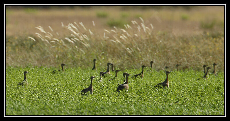 Little Bustard