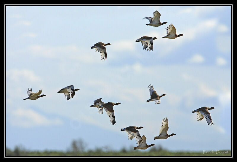 Little Bustard