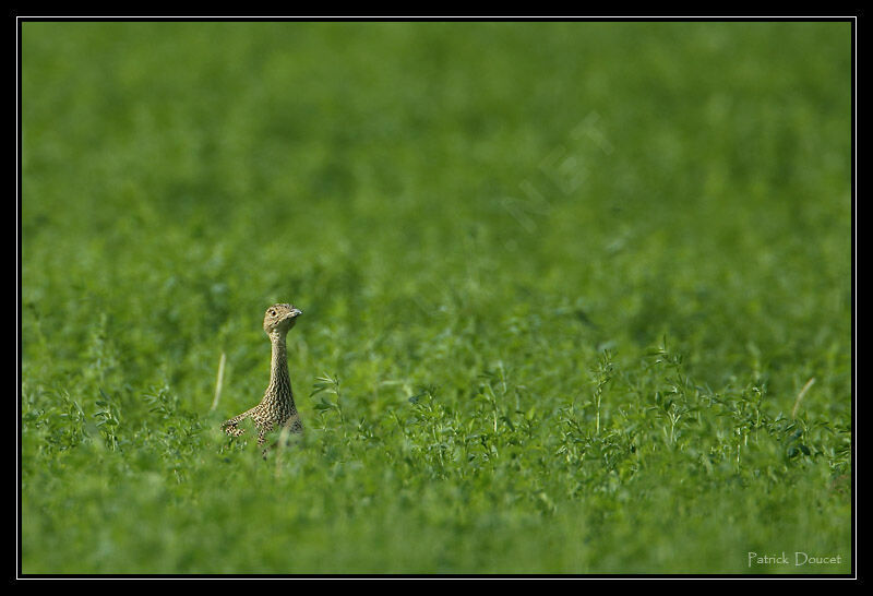 Little Bustard