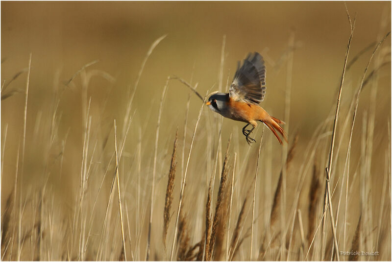 Bearded Reedling