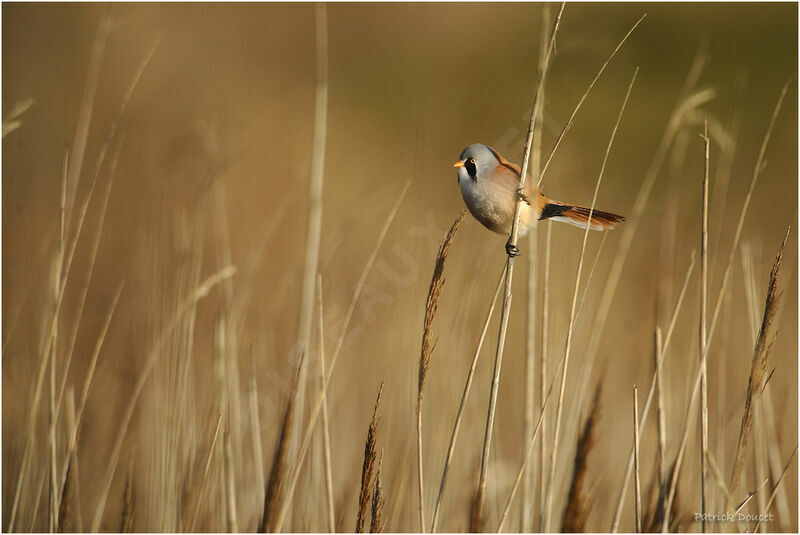 Bearded Reedling