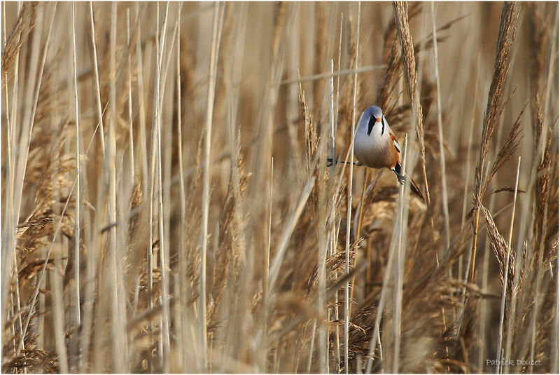 Bearded Reedling