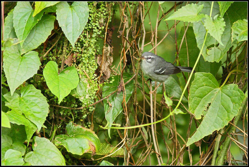 Paruline caféiette