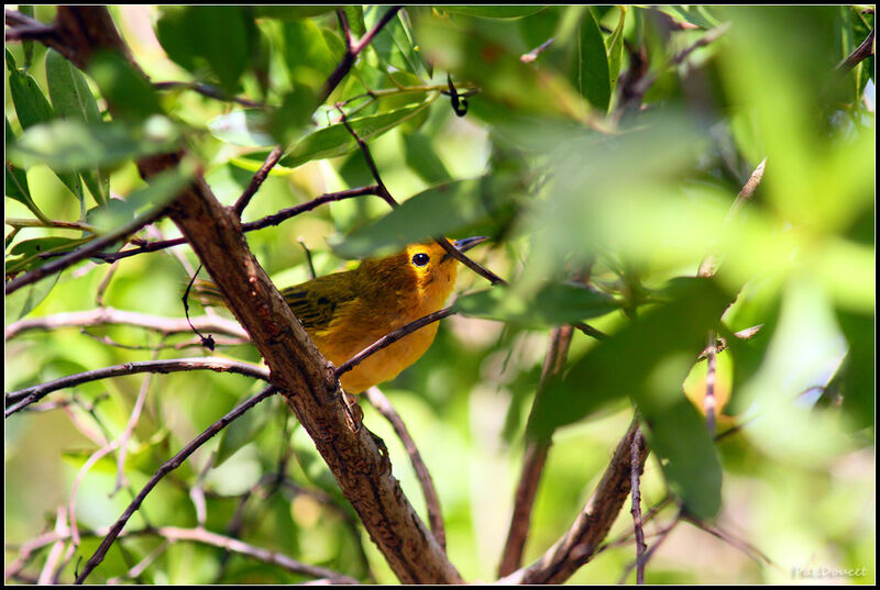 Mangrove Warbler