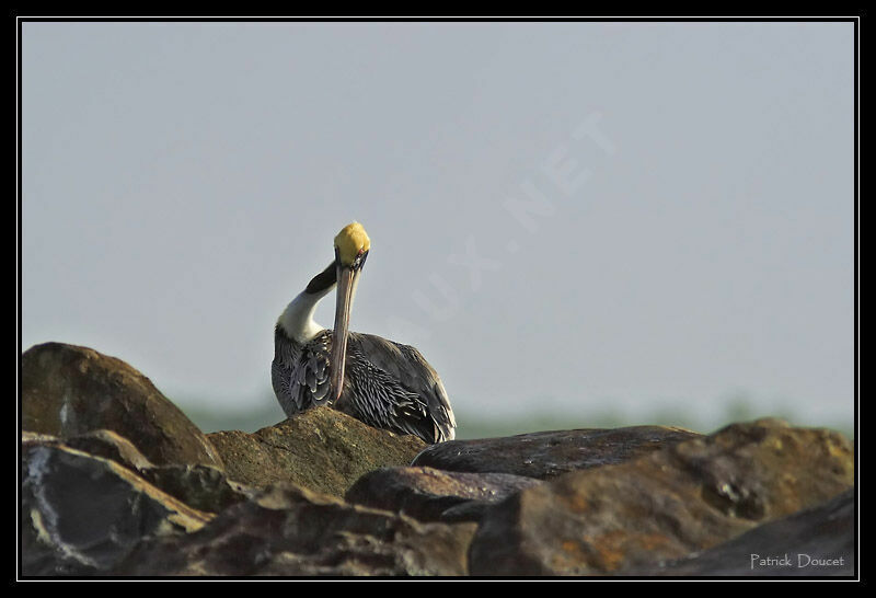 Brown Pelican