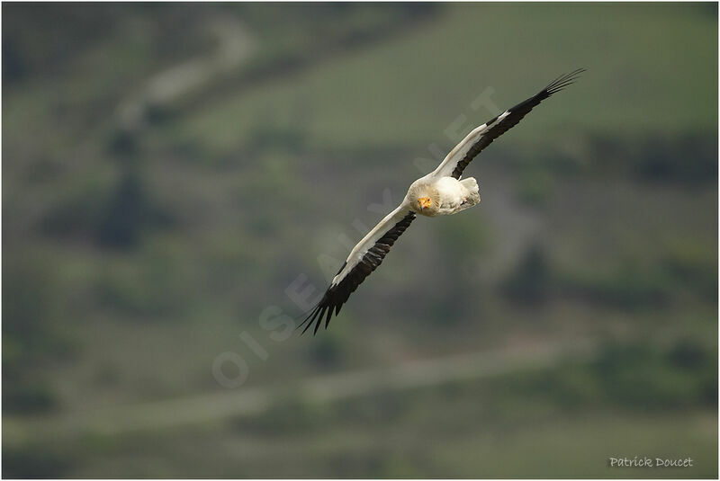 Egyptian Vulture