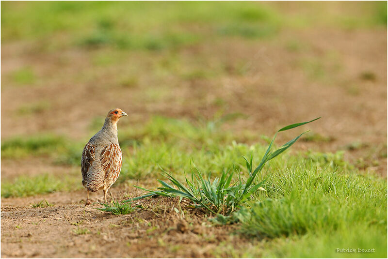 Grey Partridge