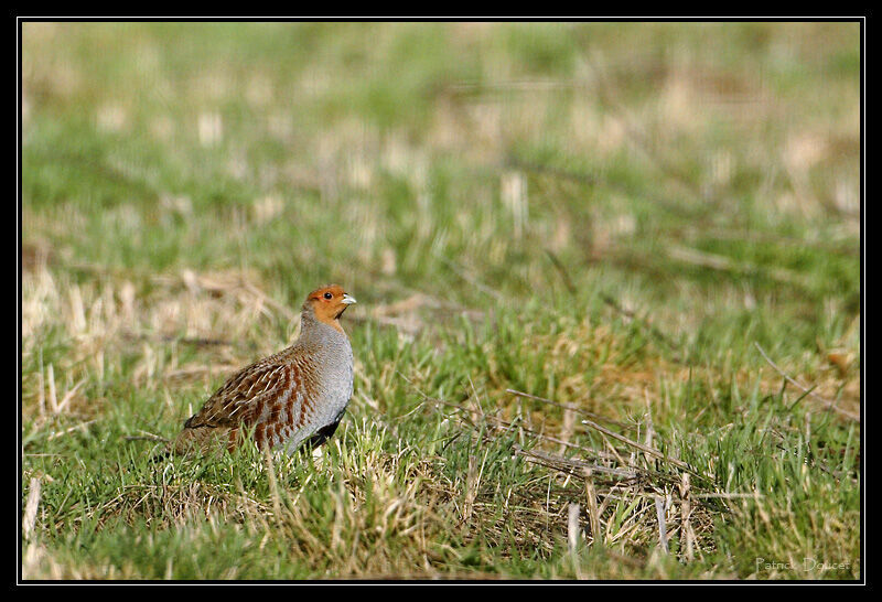 Grey Partridge