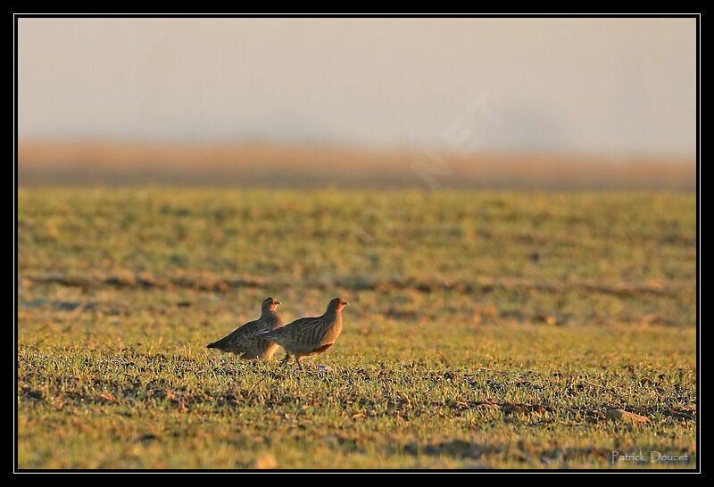 Grey Partridge