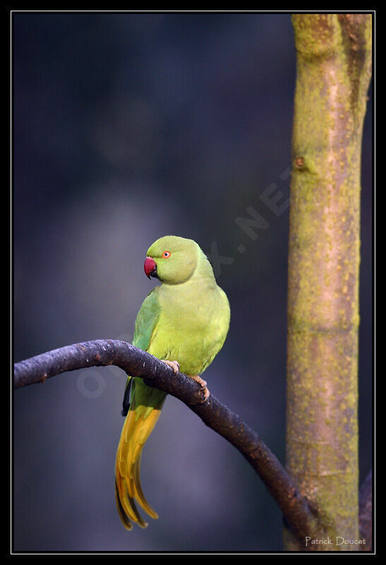 Rose-ringed Parakeet