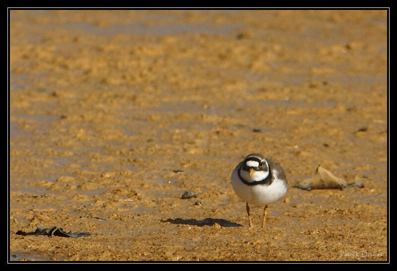 Little Ringed Plover