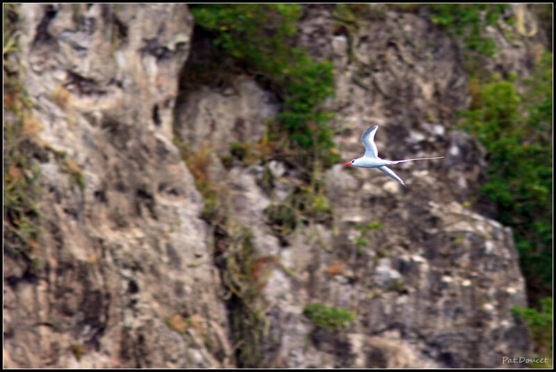 Red-billed Tropicbird